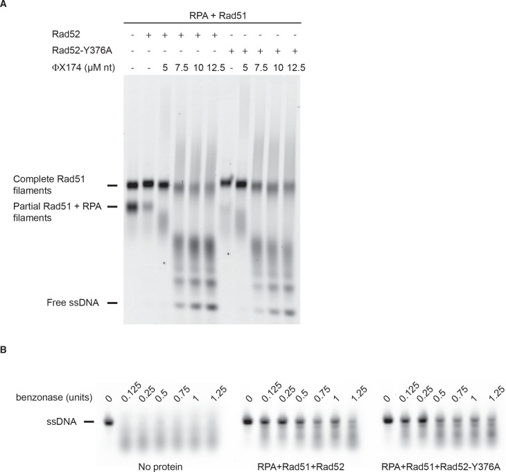 Figure 5—figure supplement 2.