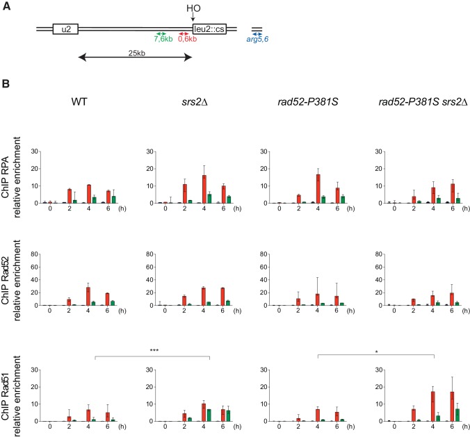 Figure 4—figure supplement 1.