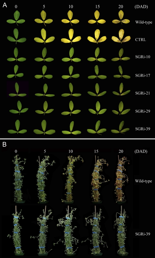 Figure 7.