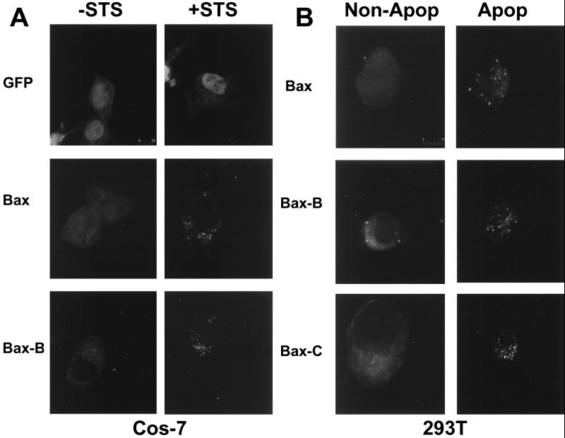 FIG. 6