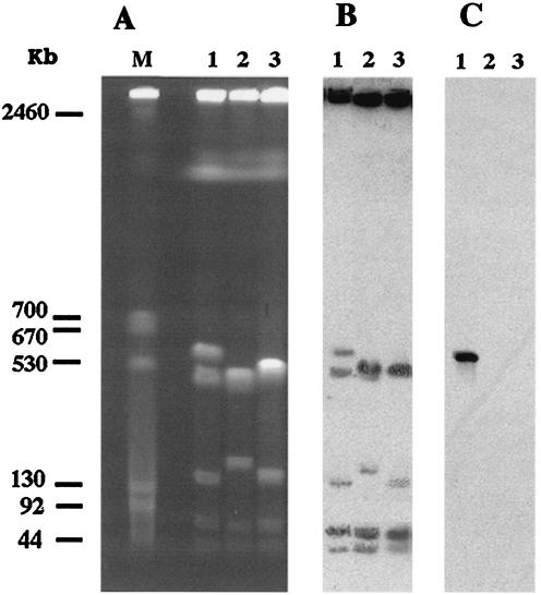 FIG. 3.