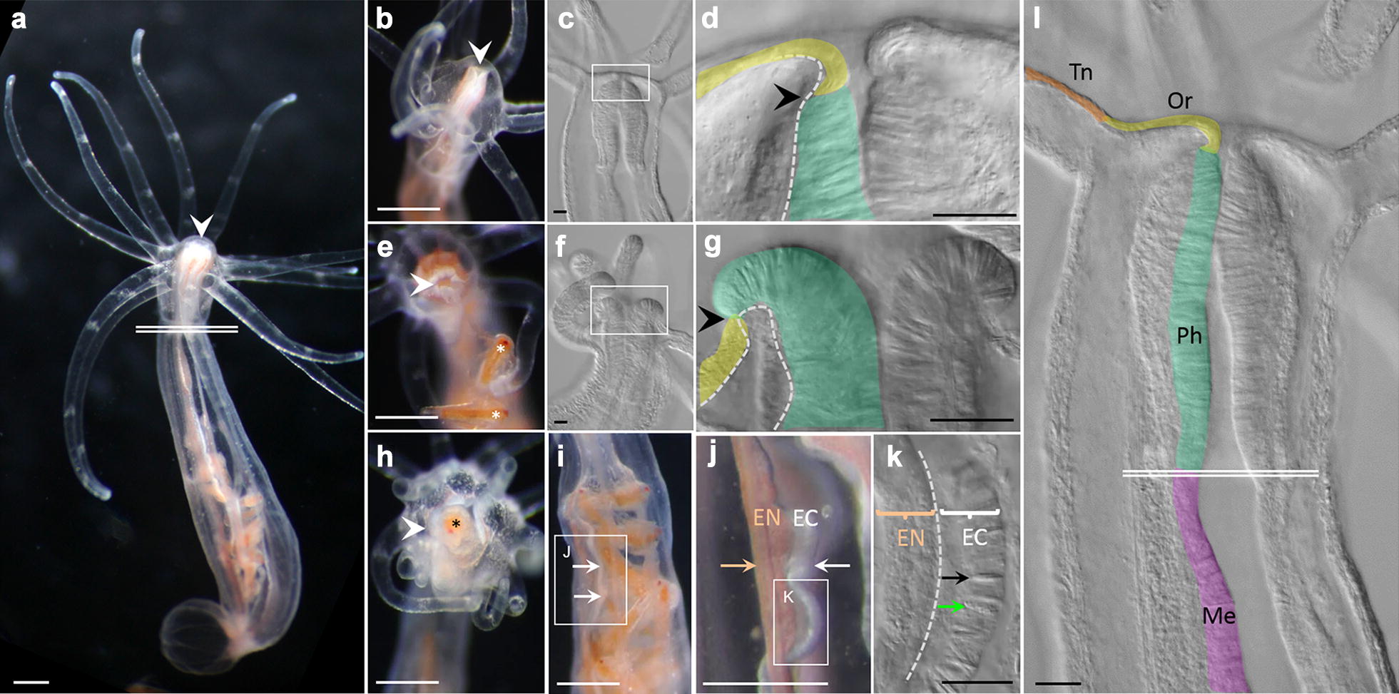 Fig. 1