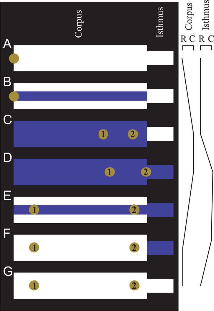 Fig. 10