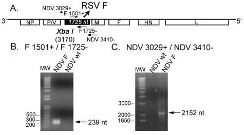 FIG. 1.