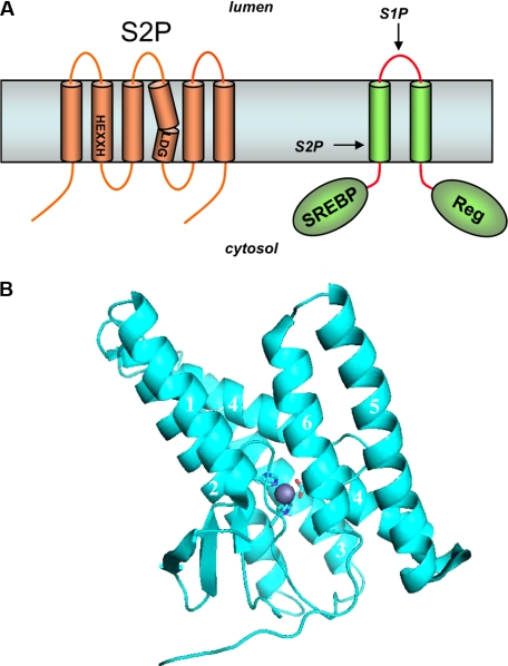 FIGURE 1.