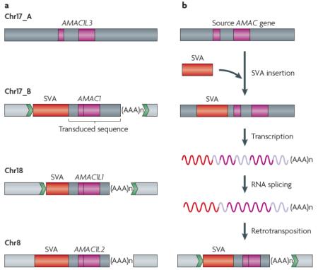 Box 4 | Birth of a gene family by retrotransposon-mediated transduction