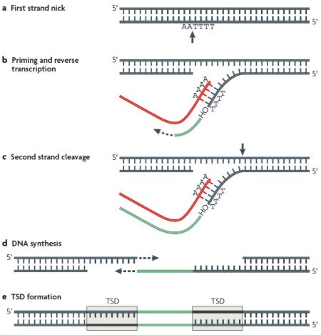 Box 1 | The retrotransposition cycle