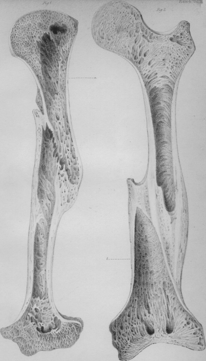 Plate IV