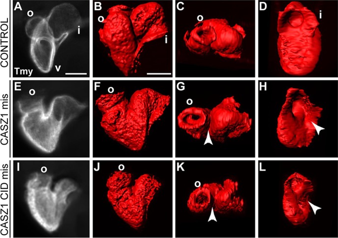 Fig. 8.