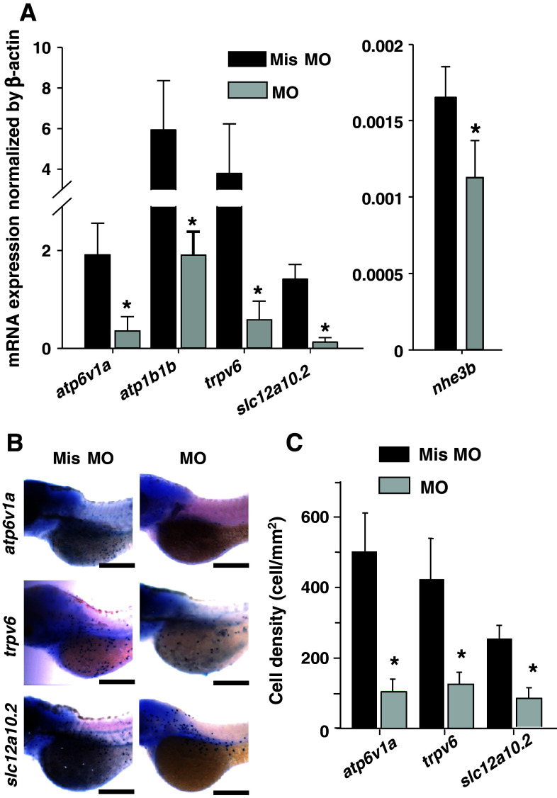 Fig. 3