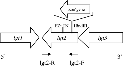 FIG. 1.