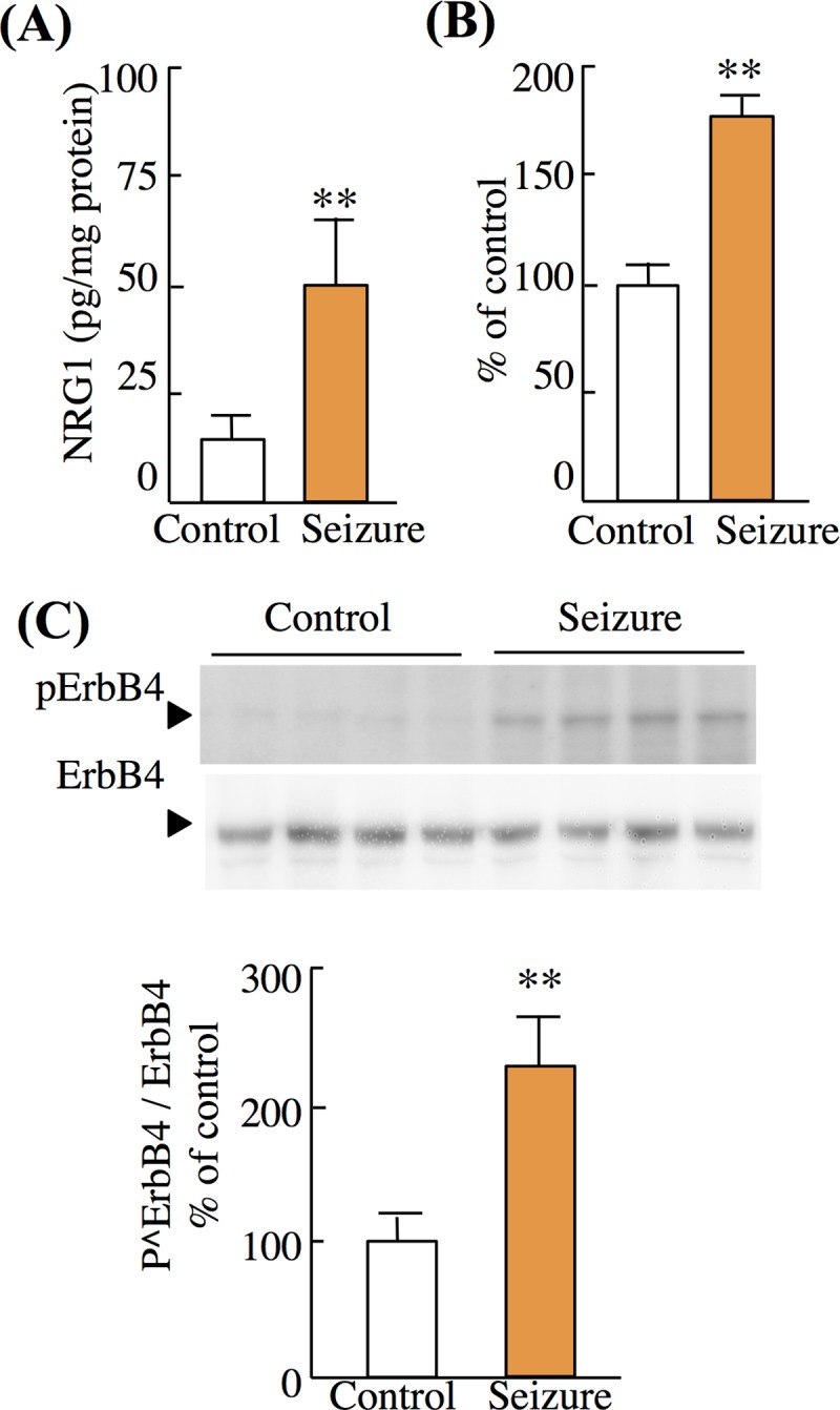 Fig 7