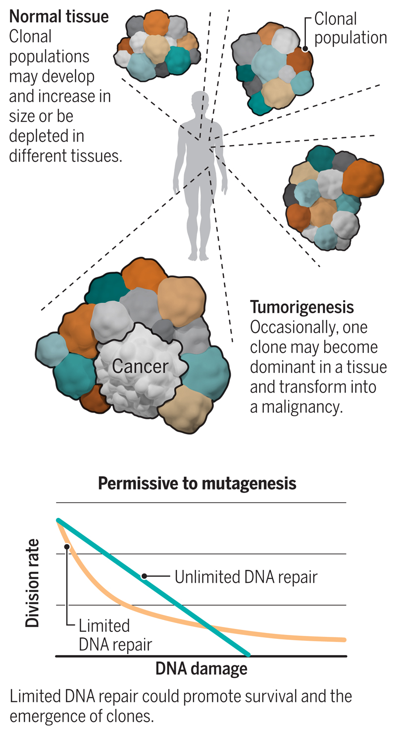 Mutagenesis in normal tissue