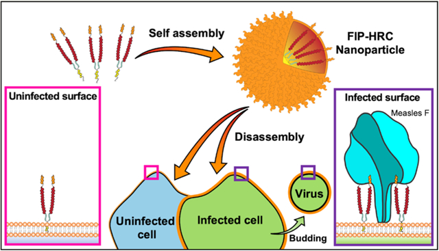 graphic file with name nihms-1809691-f0001.jpg