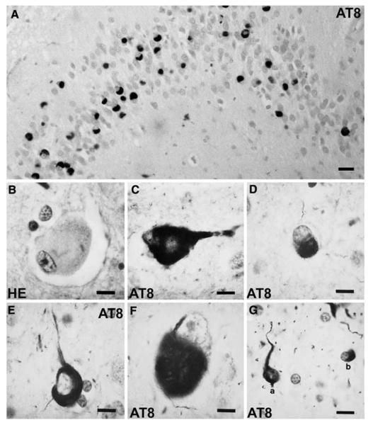 Fig. 8