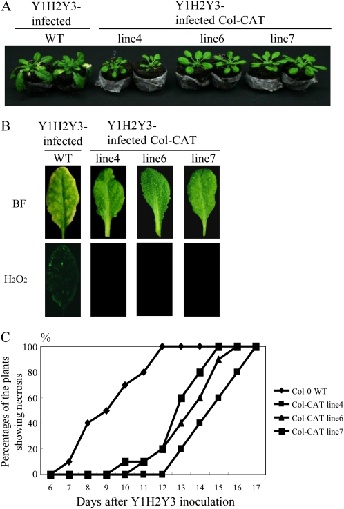 Figure 7.