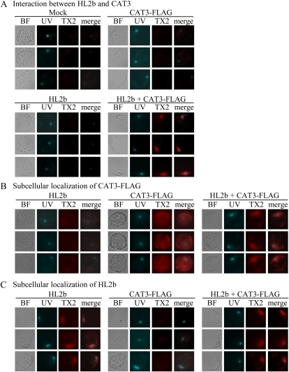 Figure 6.