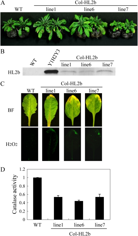 Figure 5.