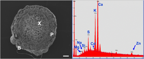 Fig. 4