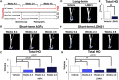 Figure 6