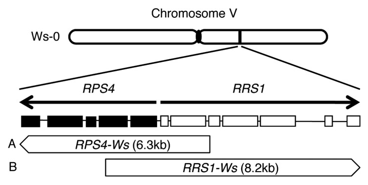 graphic file with name psb-9-e29130-g1.jpg