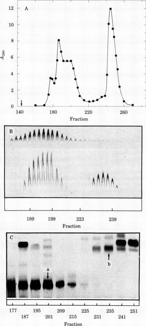 graphic file with name pnas00655-0556-a.jpg