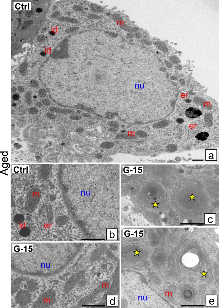 Fig. 5