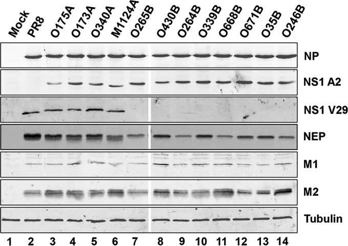 FIG 1