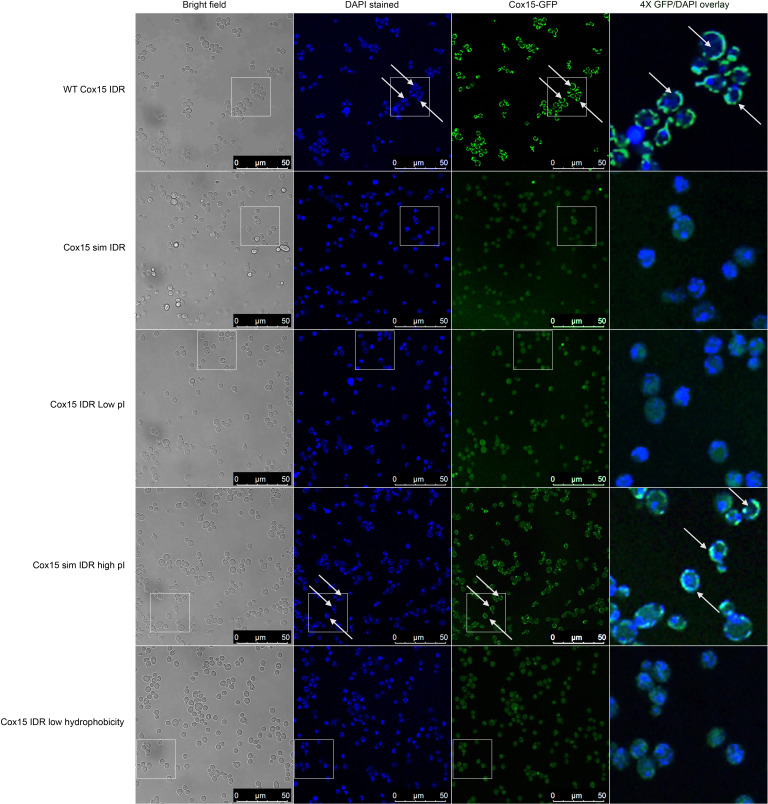 Figure 4—figure supplement 1.