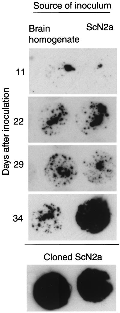 FIG. 5