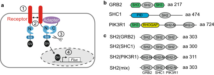 Fig. 1