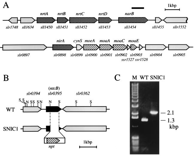 FIG. 1