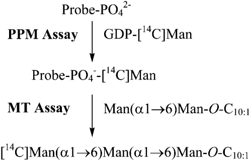 Scheme 1