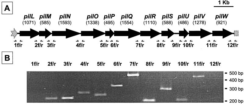 FIG. 1.