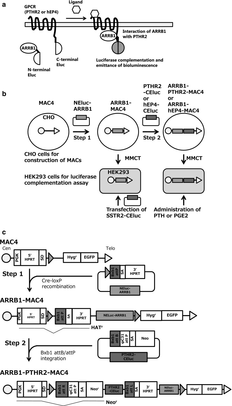 Fig. 1