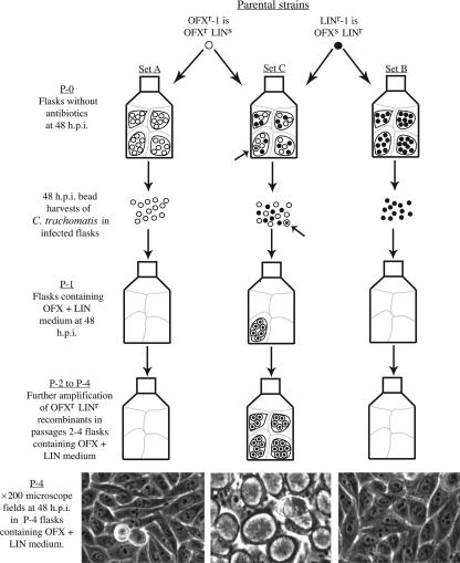 FIG. 2.