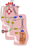 <b>Figure 1</b>.