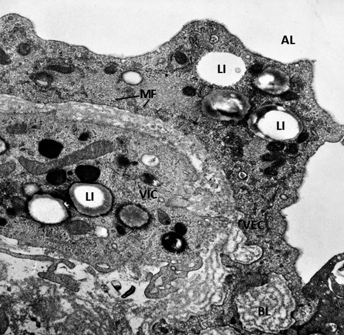 FIGURE 3