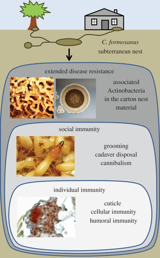 Figure 4.