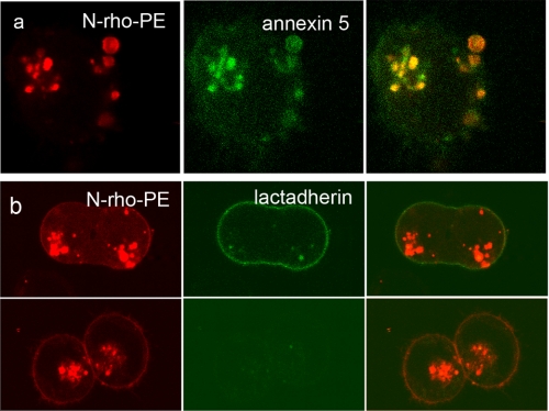 FIGURE 3.