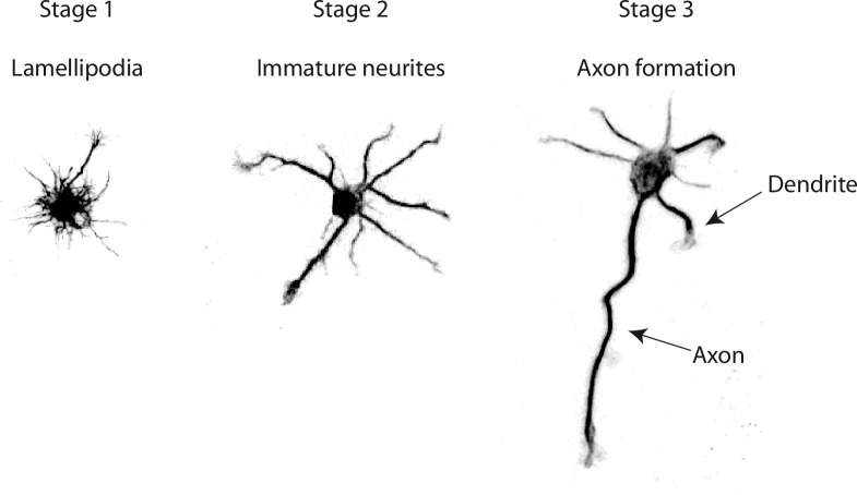 Fig 1