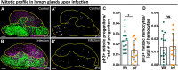 Figure 4—figure supplement 1.