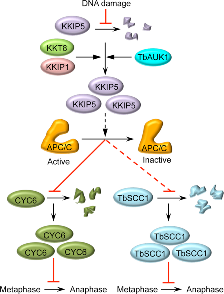 Figure 10.