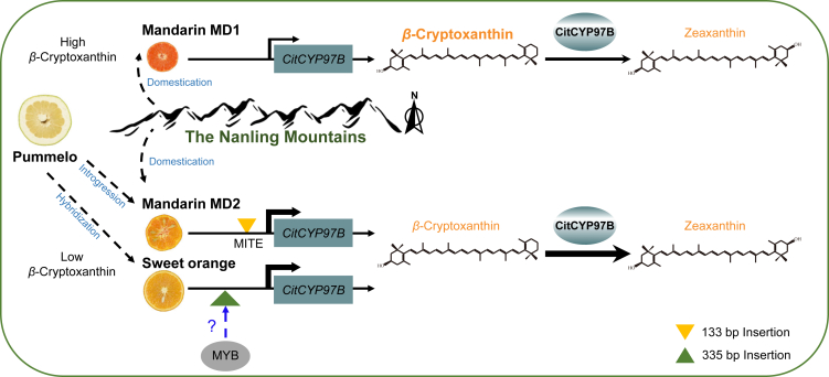 Figure 7