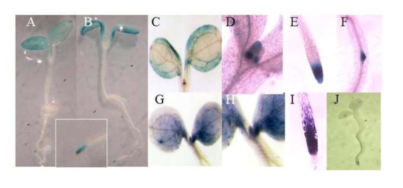 Fig. 5