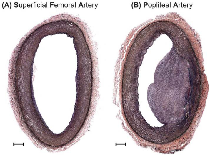 Figure 6: