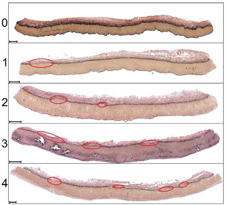 Figure 5: