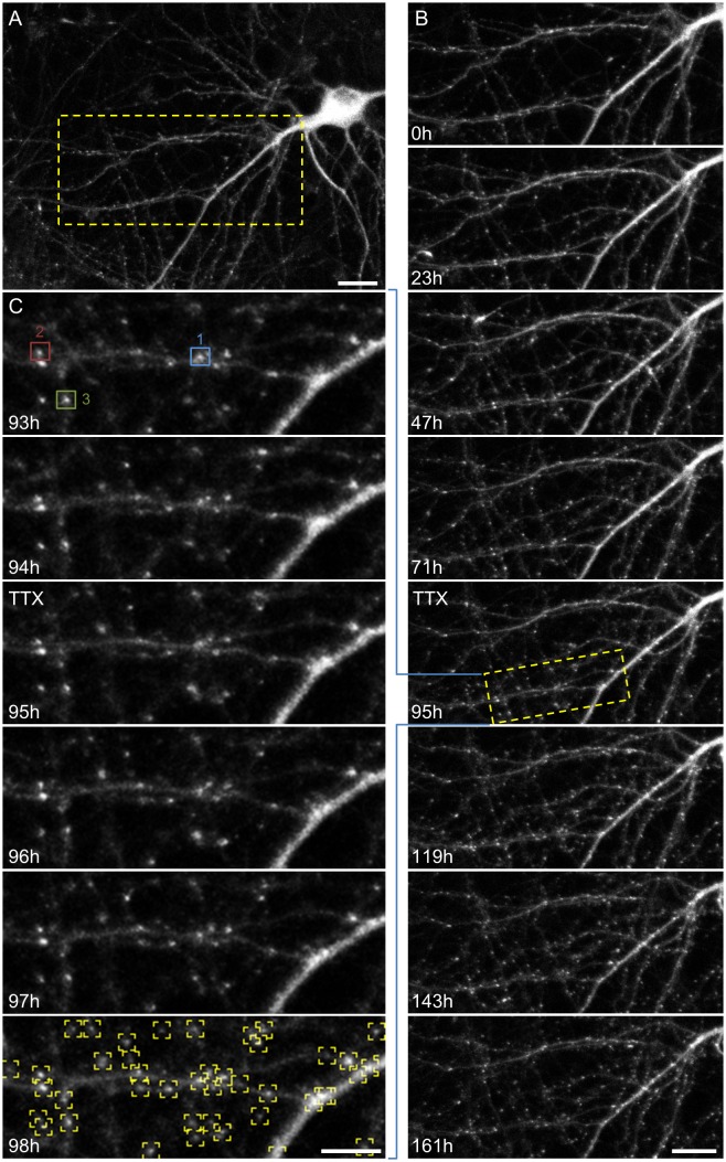 Fig 3