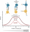 Shows schematically the expected bell shape curved optimal dose curve. The optimal dose window (maximal efficacy) depends on the receptor occupancy and the receptor expression.