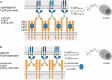 Shown are the characteristics of urelumab and utomilumab of 4–1BB receptor epitope binding (4–1BBL non-blocking or blocking), dependency of FcgRIIB hypercross-linking and competition for binding with endogenous IgGs as well as soluble 4–1BB.